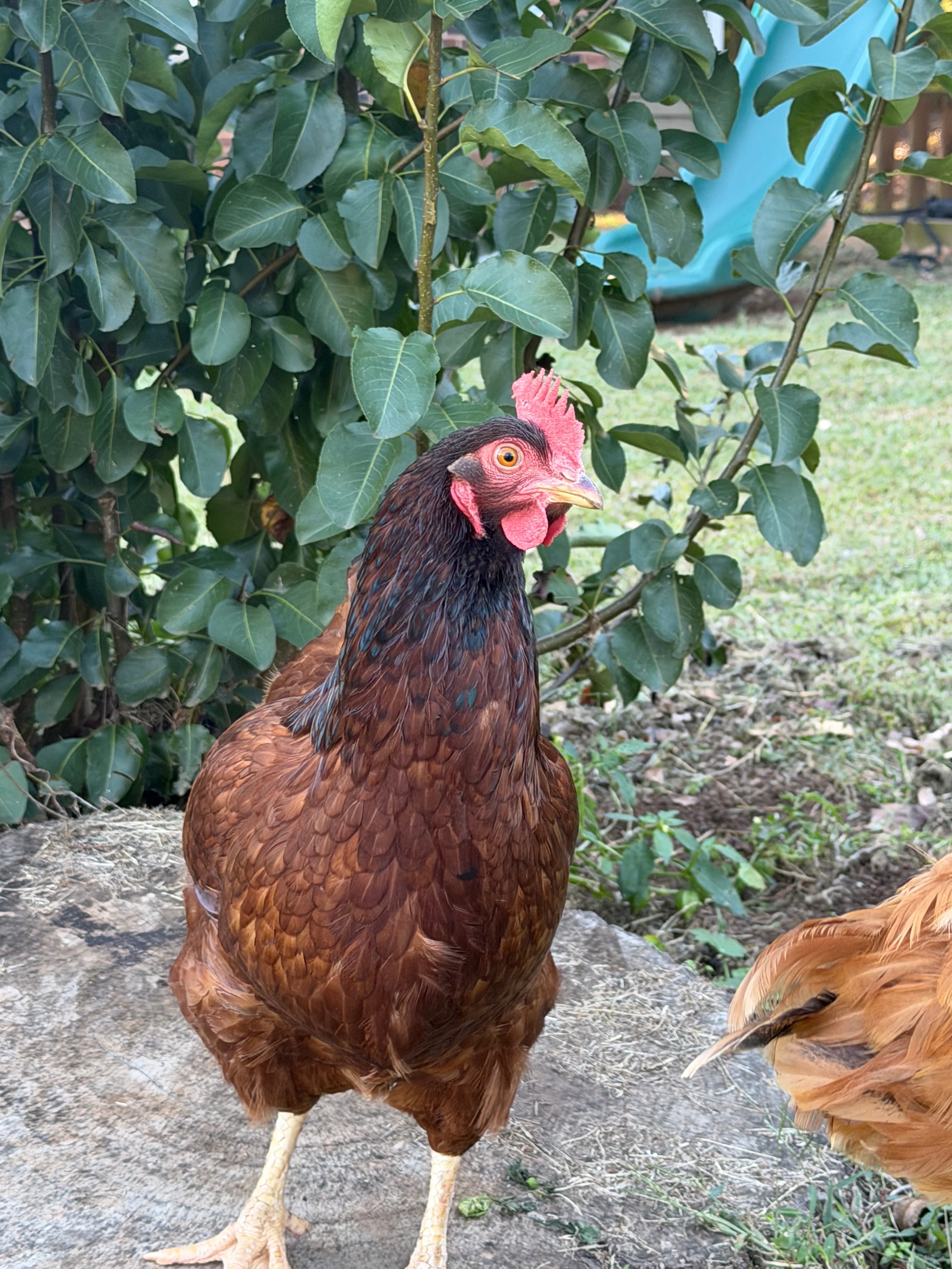 Chickens