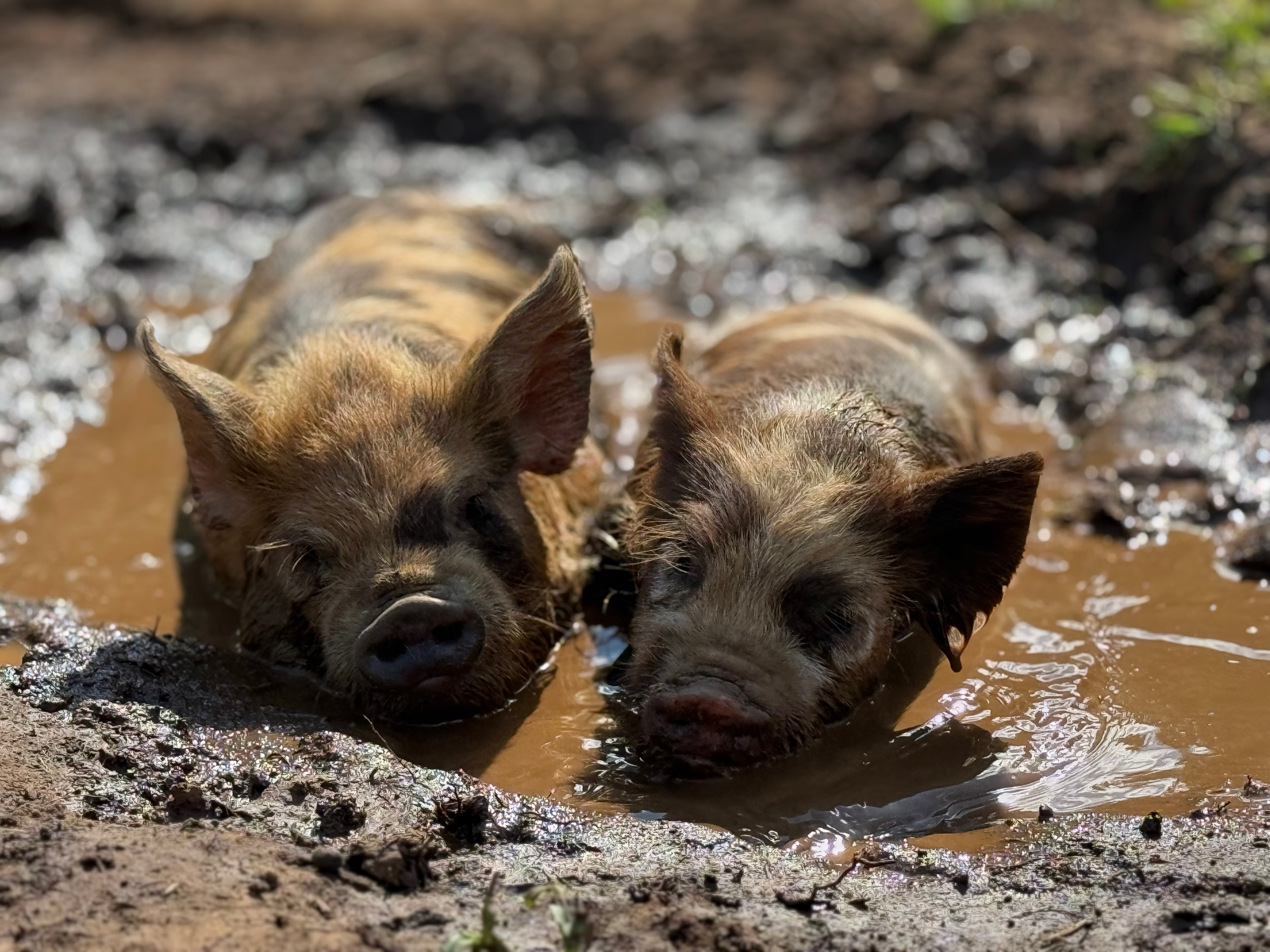 Kunekune Pigs