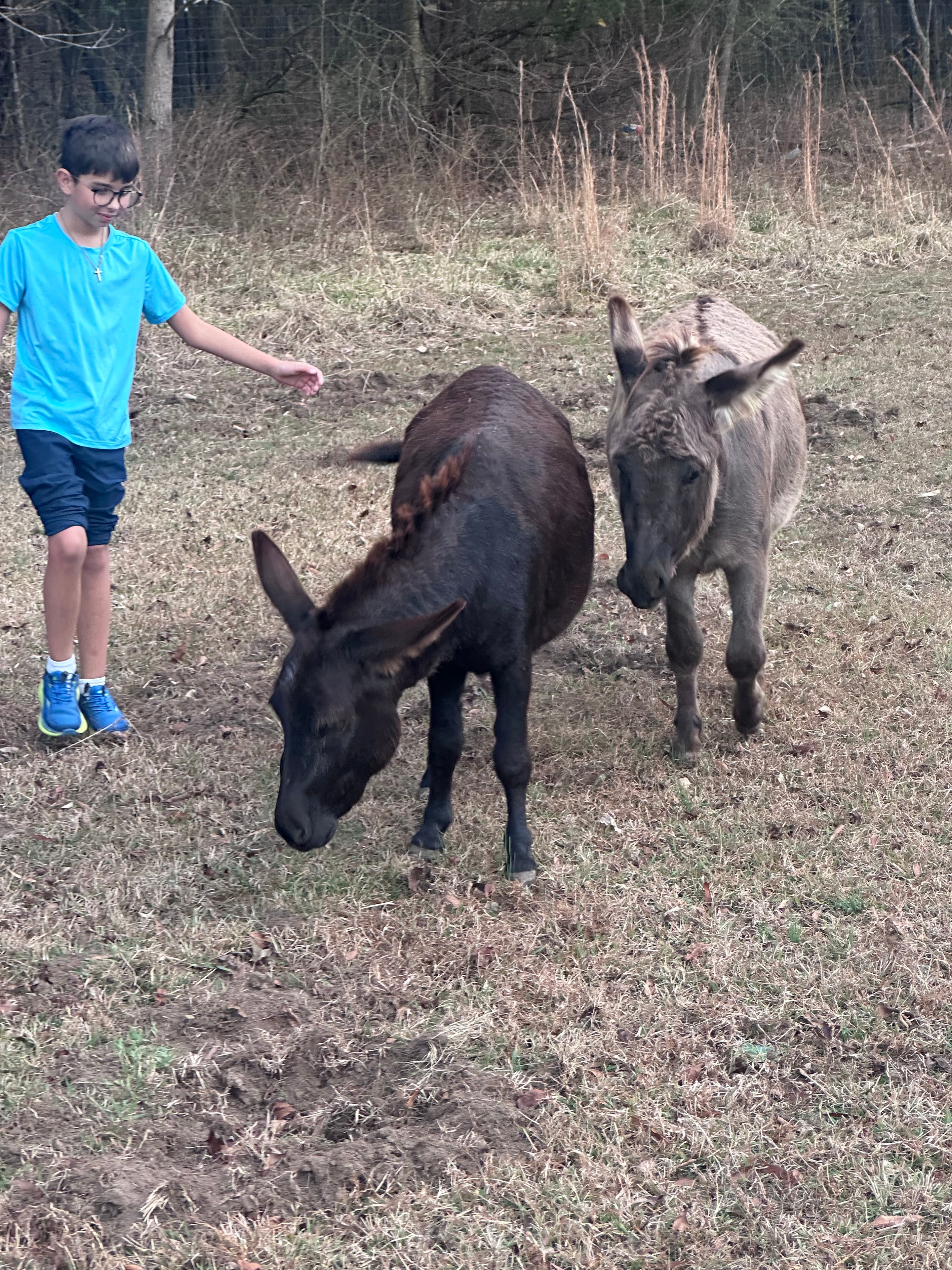 Mini Donkeys